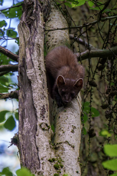 istock A Marten Skillfully Climbing a Tree in a Beautiful, Lush Green Forest Environment 2164090721