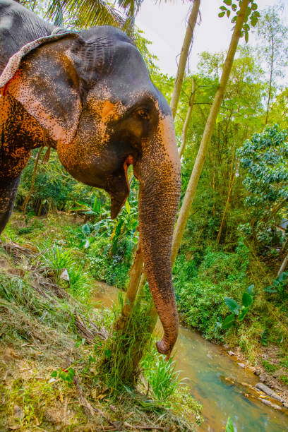 istock large Asian elephant with specific skin color, 2164092094
