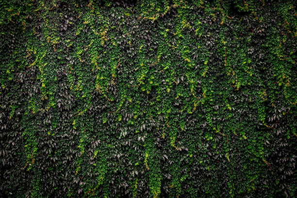 istock Green wild grapes leaves background 2164092185