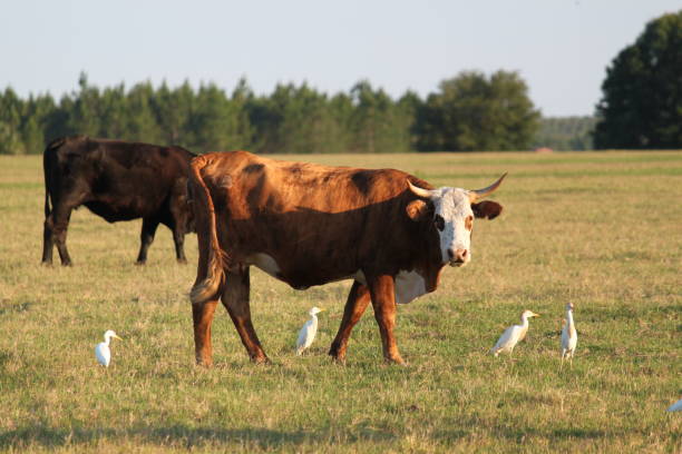 istock Cow grazing on Cattle Farm 2164092279