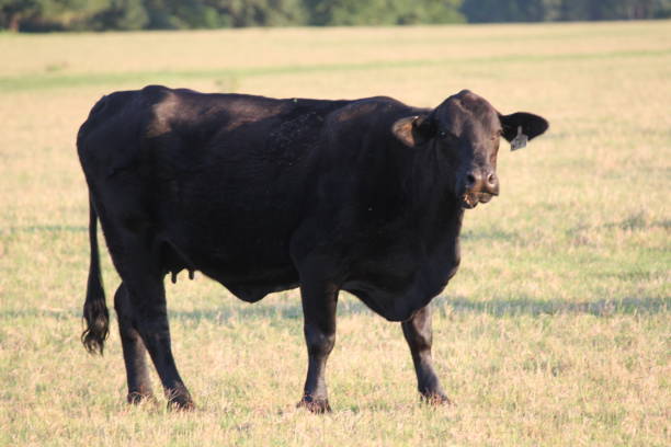 istock Cow grazing on Cattle Farm 2164092424
