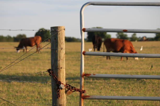 Cow grazing on Cattle Farm. Free Range Beef Herd on open Land Field and Cattle Egret bird in Florida.