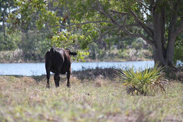 istock Cow grazing on Cattle Farm 2164092467