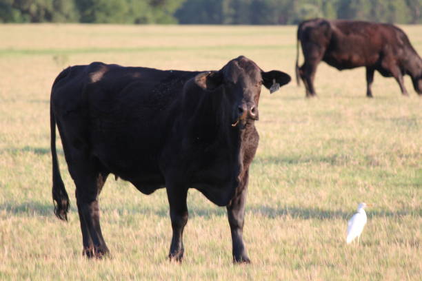 istock Cow grazing on Cattle Farm 2164092631