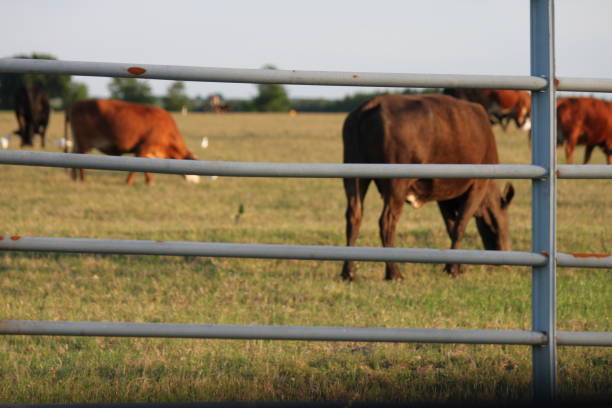 istock Cow grazing on Cattle Farm 2164092637
