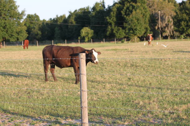 istock Cow grazing on Cattle Farm 2164092665