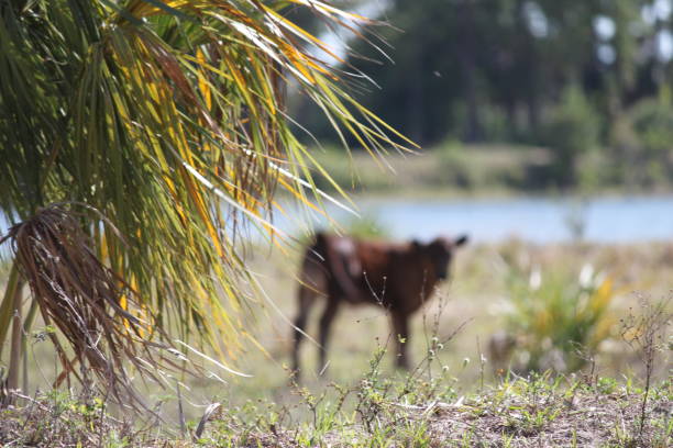 A Black Angus cow looking at the camera. Copy space in the blurred field surrounding the cow.