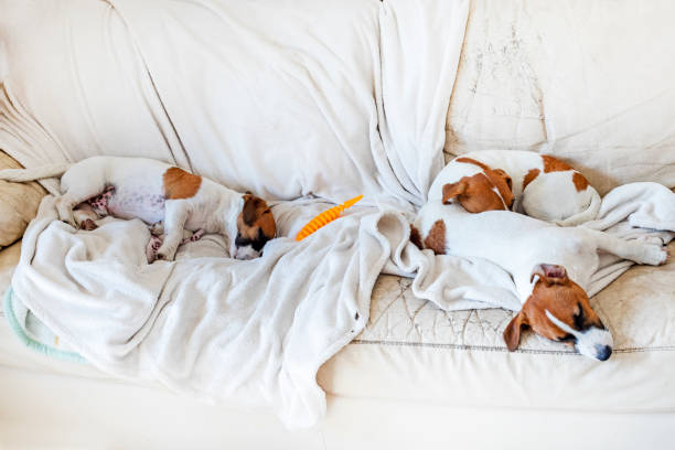 sleeping cute grown up Jack Russell Terriers lie on the sofa on a white blanket. Breeding and breeding