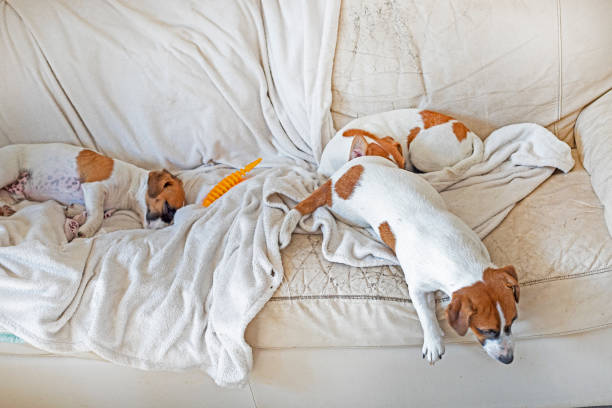 istock sleeping cute grown up Jack Russell Terriers lie on the sofa on a white blanket. Breeding and breeding 2164094930