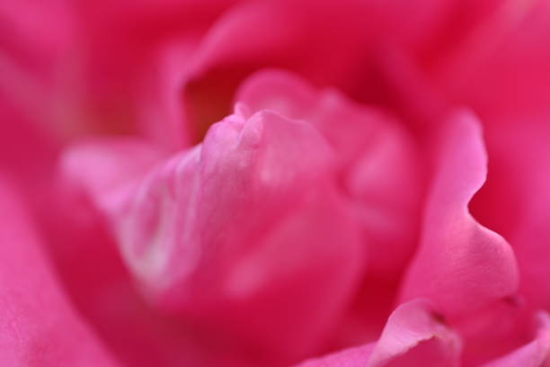 istock pink rose flower macro, pink rose petal texture 2164095825
