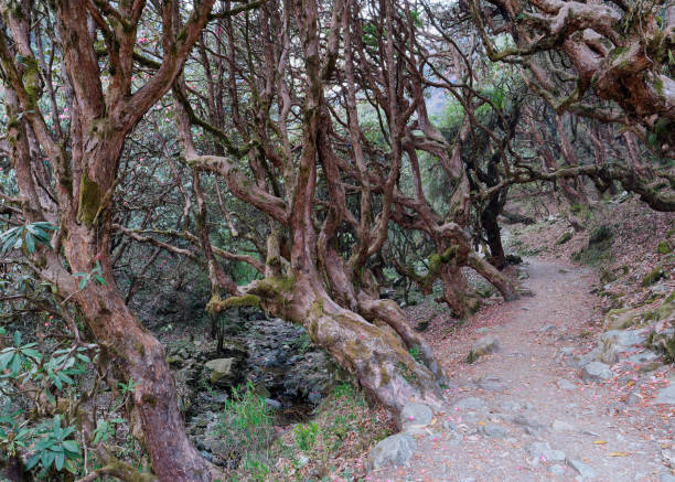 istock Forest path passing by beautiful old Rhododendron trees near Ghorepani, Nepal 2164096516