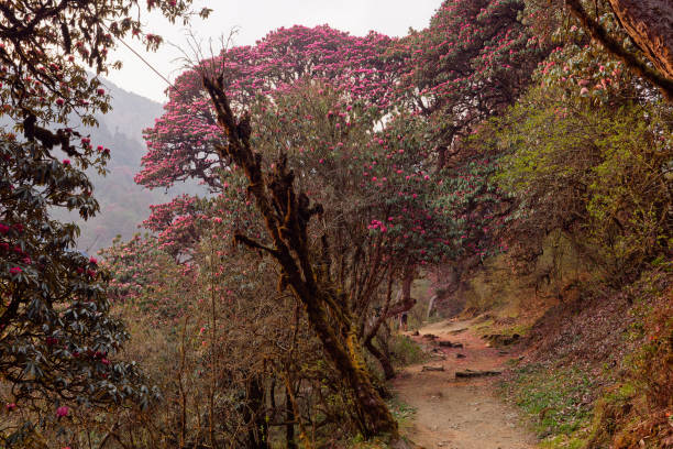 Path passing through beautiful Rhododendron forest near Ghorepani, Nepal