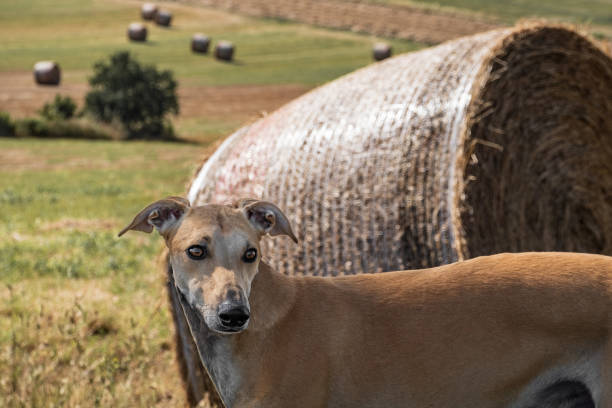 istock Ivo, the spanish greyhound 2164099573