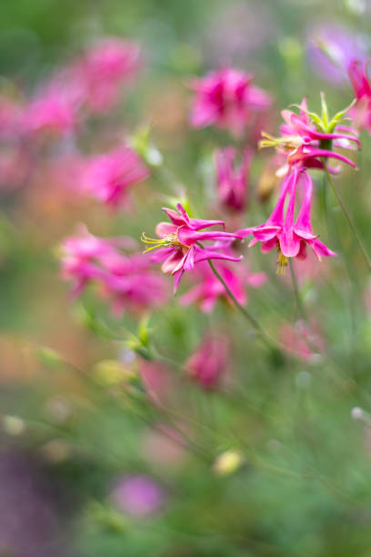 istock pink Columbine Flowers. 2164099997