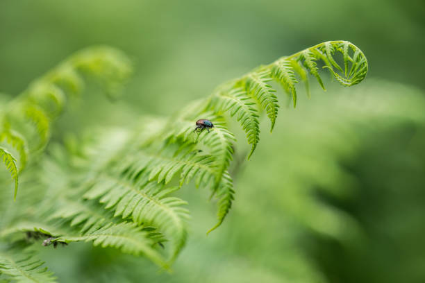 On the fern leaf