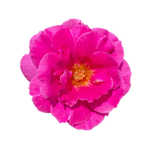 pink rosehip flower isolated on white background
