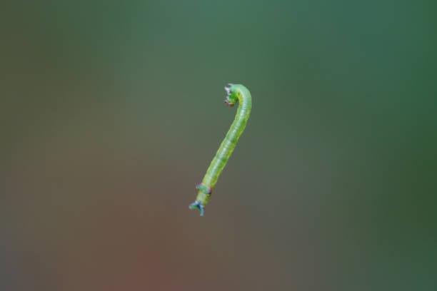 Caterpillar in the air hanging from a spider web.