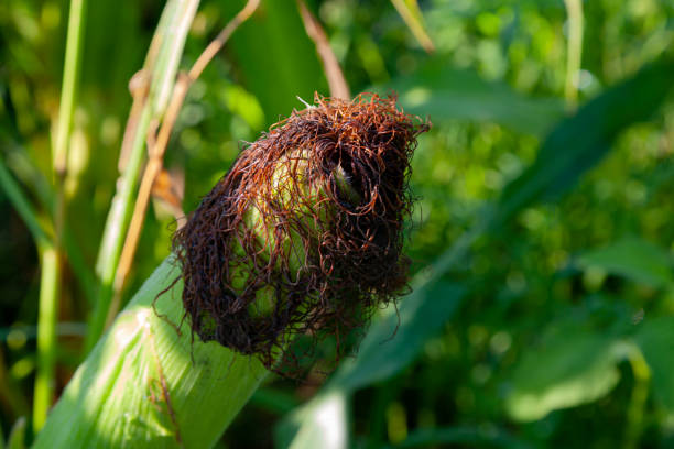 Fresh green corn cob in local cornfield surrounded with thick dark green leaves on warm summer day