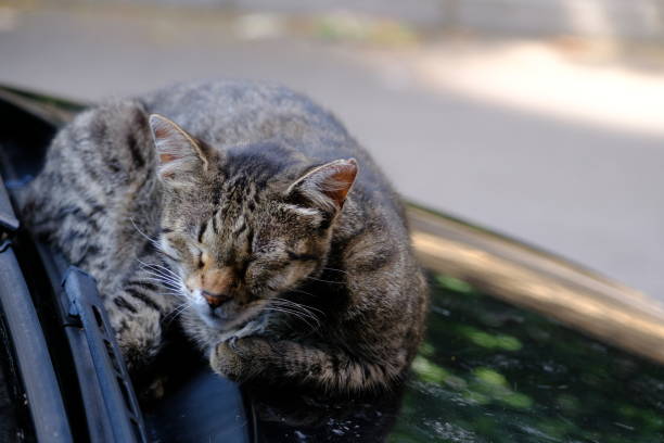 Gray kitten stray cat is sleeping on the windshield of the car. Homeless stray animals