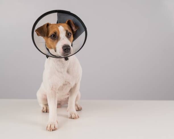 istock Jack Russell Terrier dog in plastic cone after surgery. Copy space. 2164106564