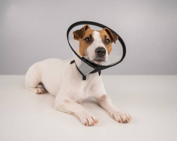istock Jack Russell Terrier dog in plastic cone after surgery. 2164106687