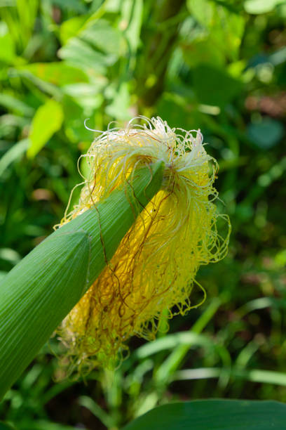 Fresh green corn cob in local cornfield surrounded with thick dark green leaves on warm summer day