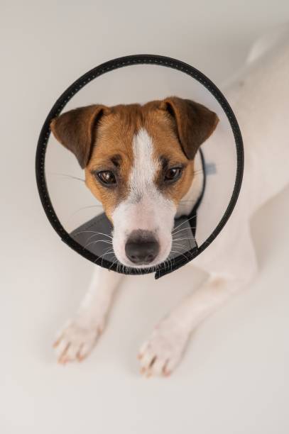 istock Jack Russell Terrier dog in plastic cone after surgery. 2164106882