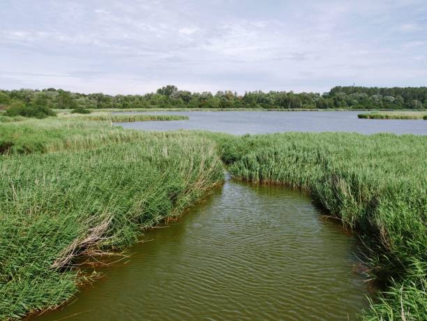 istock Spyckerscher See Nature Reserve 2164112588