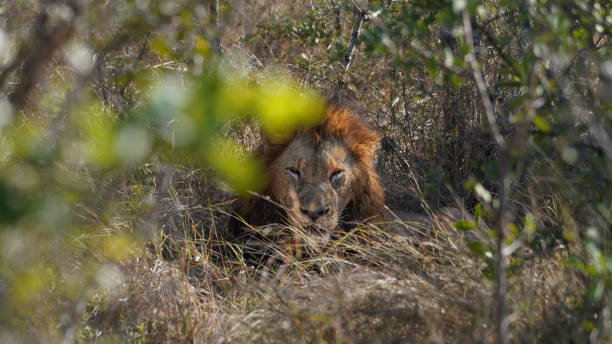 istock Alpha Male Loin sleeping 2164112988