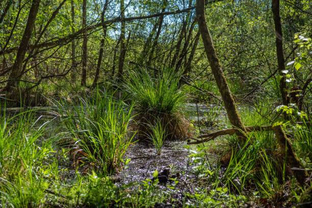 Swamp landscape with grass and water.