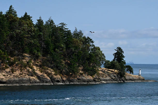 Eagles and Humpbacks stock photo