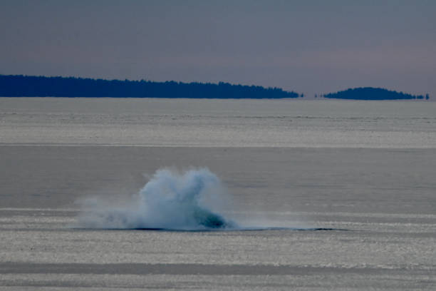 Eagles and Humpbacks stock photo