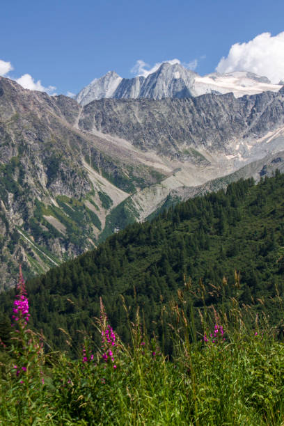 Alpine landscape of Tonale mountains with meadows
