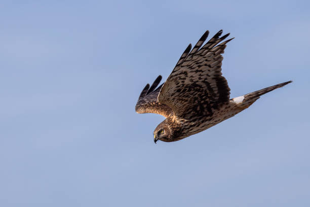 istock Northern Harrier (Circus cyaneus) soaring over a marsh in Boundary Bay searching for prey. Delta, B.C., Canada.