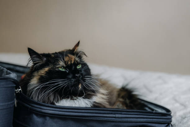 istock A fluffy cat lies in a suitcase on the bed. 2164117839
