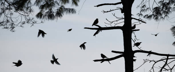 A groups of birds roasting and flying.