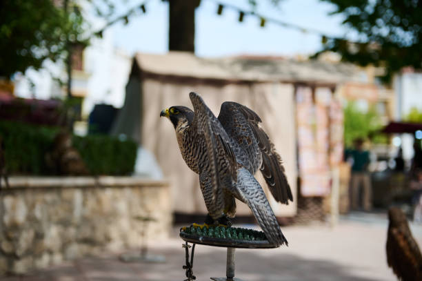 Close-up of a falcon with outstretched wings perched on a stand in a park. Beautiful details in the feathers and captivating eyes of the bird of prey.
