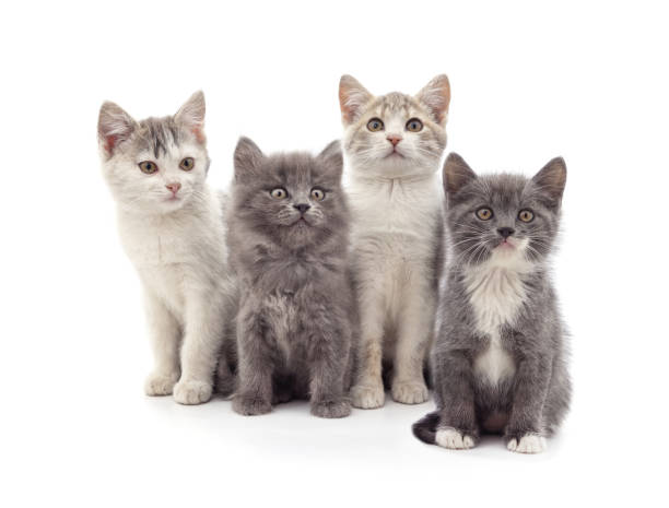 istock Group of little kittens. 2164121068