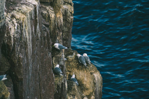 Seabirds Perched on a Rocky Cliff Overlooking the Ocean