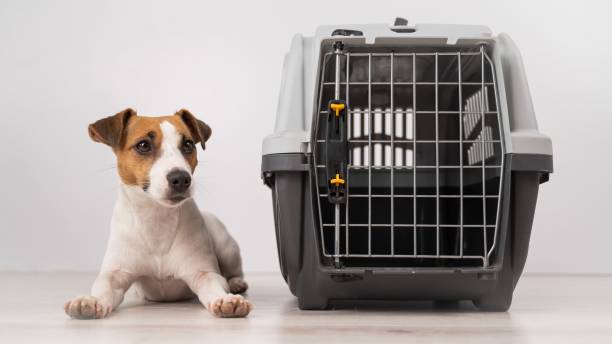 istock Dog sitting next to an open plastic carrier. 2164126084