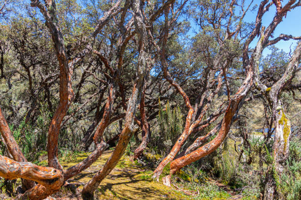 istock Polylepis tree in Cajas national Park in Ecuadorian Andes 2164129515
