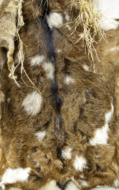 istock Tanned fox skin 2164129663