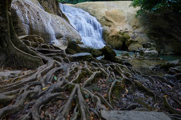 Scenic view of waterfall in forest