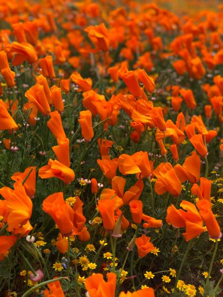 California poppies