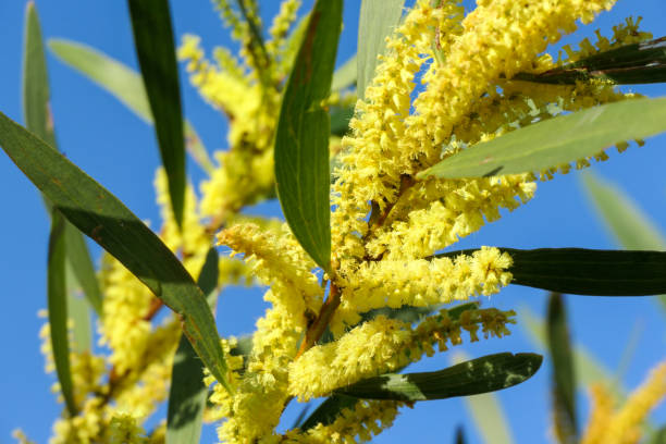 istock Australian Golden Wattle 2164130476
