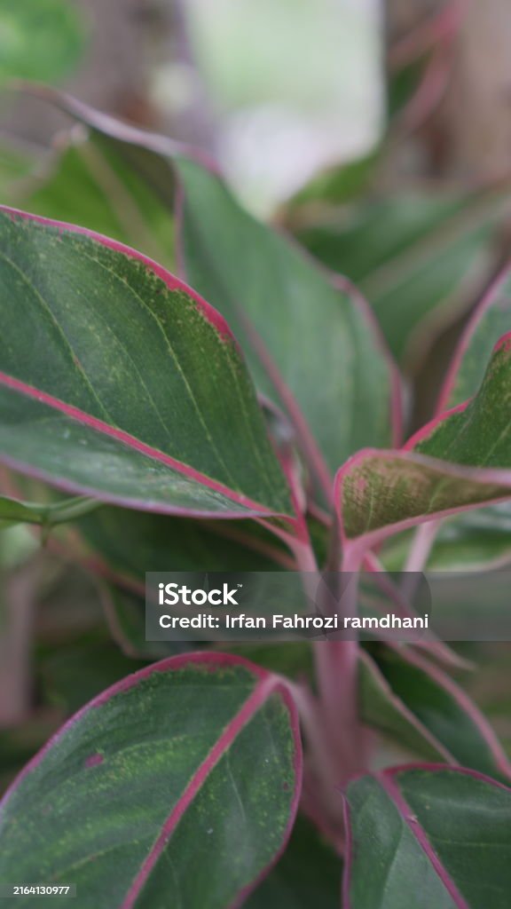 The pink lipstick aglaonema plant grows well - Royalty-free Huis interieur Stockfoto The pink lipstick aglaonema plant grows well - Royalty-free Huis interieur Stockfoto