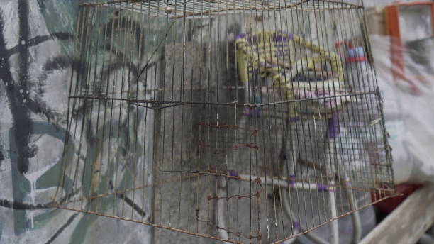This box-shaped iron cage is used for bathing cats