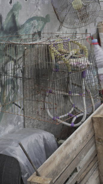 istock This box-shaped iron cage is used for bathing cats 2164131871