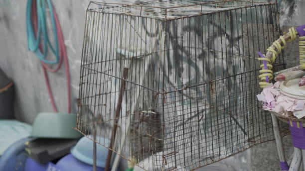 This box-shaped iron cage is used for bathing cats