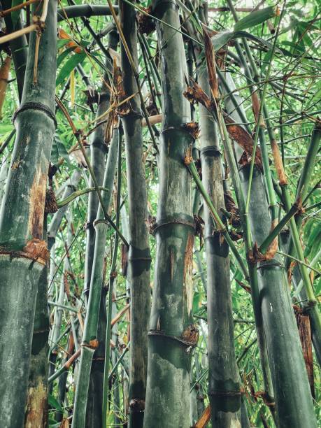 istock Close up of bamboo tree background or texture 2164134148